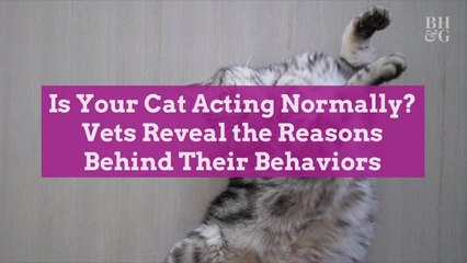 Is Your Cat Acting Normally? Vets Reveal the Reasons Behind Their Behaviors