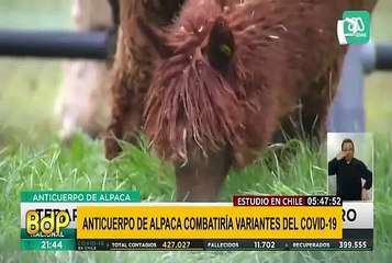 Chile: Estudio revela que anticuerpo de alpaca combate variantes brasileña, británica y sudafricana