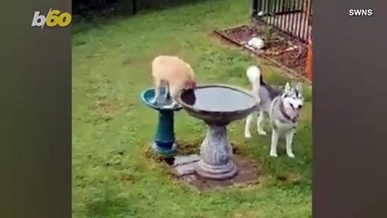 Bath Time With This Puppy Takes Place in a Very Unusual Spot