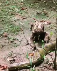 Ce paresseux rampe sans peur devant un anaconda
