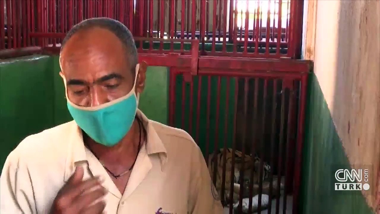 4 Bengal kaplanı dünyaya geldi, üstelik biri beyaz
