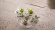 How to Make a Terrarium for Succulents