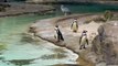 Penguins on the seafront while dancing 2021