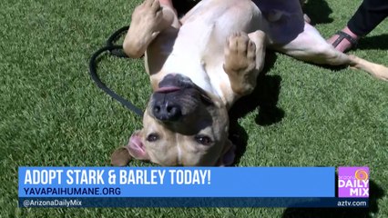 These Adorable Yavapai Humane Society Dogs Need Your Love!