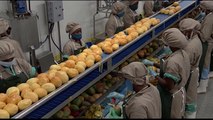 Une nouvelle usine transformation de fruits inaugurée  en Côte d'Ivoire