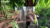 Growing Bamboo From Cutting-Best Way To Grow Bamboo Shoot Fast And Easy (Part 1)
