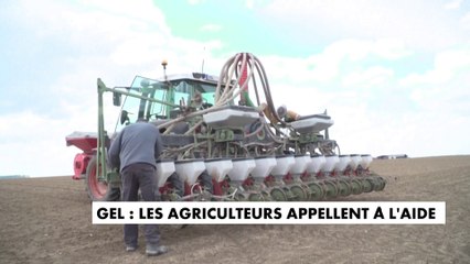 Gel des récoltes : les agriculteurs appellent à l'aide