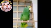 Parrots Singing Music by Maluma Ozuna Farruco and pure madness - You will not believe it !!