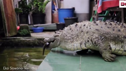 200 kiloluk evcil timsah görenleri şoke ediyor