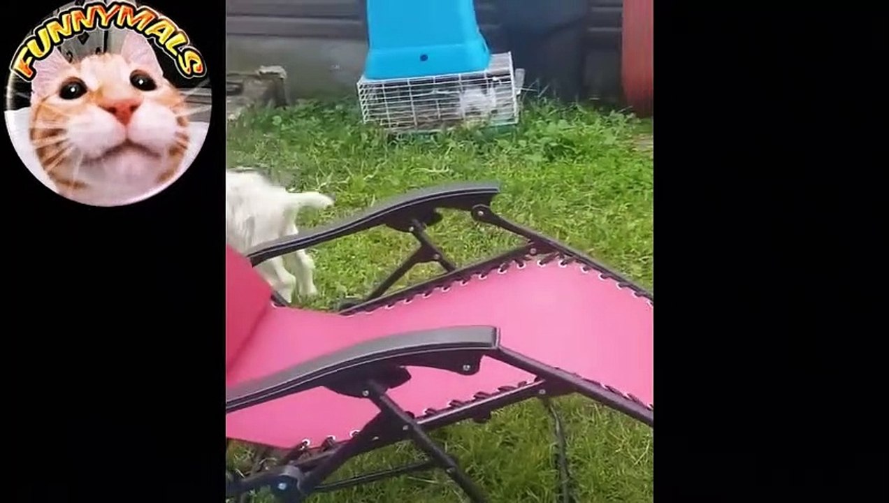 Wow Amazing Crazy Goats - Look what they do - pure fun!