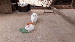Coelhinhos de Neno Alimentando dia 29_09_2019