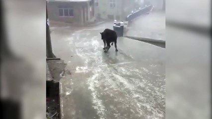 Ayakta durmakta zorluk çeken inek yokuş aşağı böyle kaydı