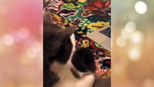 Cute Little Animals Funny Videos | Pets Cutest Expression Short Videos | Tik Tok Cutest Pet'S Videos