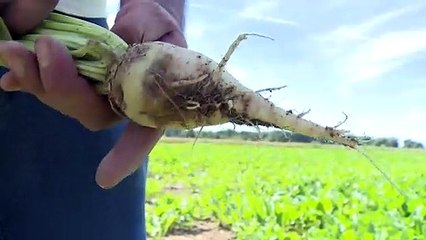Après les inondations, le blues des agriculteurs