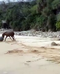 Best videos, Top videos, Viral videos Funny videos no. 118