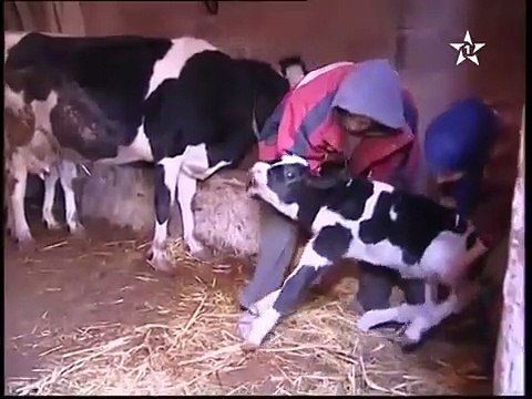 Naissance d'un veau à deux têtes