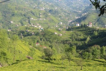Çay tarımında 83 yıl sonra değişim başlıyor