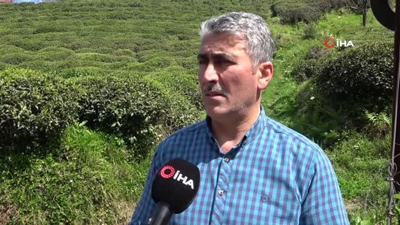 Çay Üreticileri Dayanışma Derneği'nin taban fiyat beklentisi 4 lira 45 kuruş