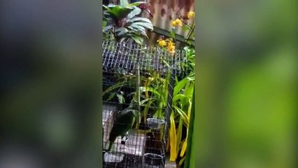 Ce perroquet chante "Chandelier" de Sia avec brio !