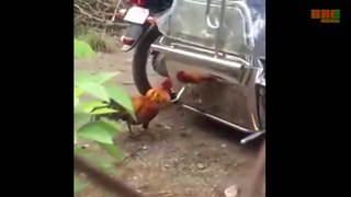 Cock fight || Cock Big Fight || Cock's battle || Best English Comedy Funny video 2021