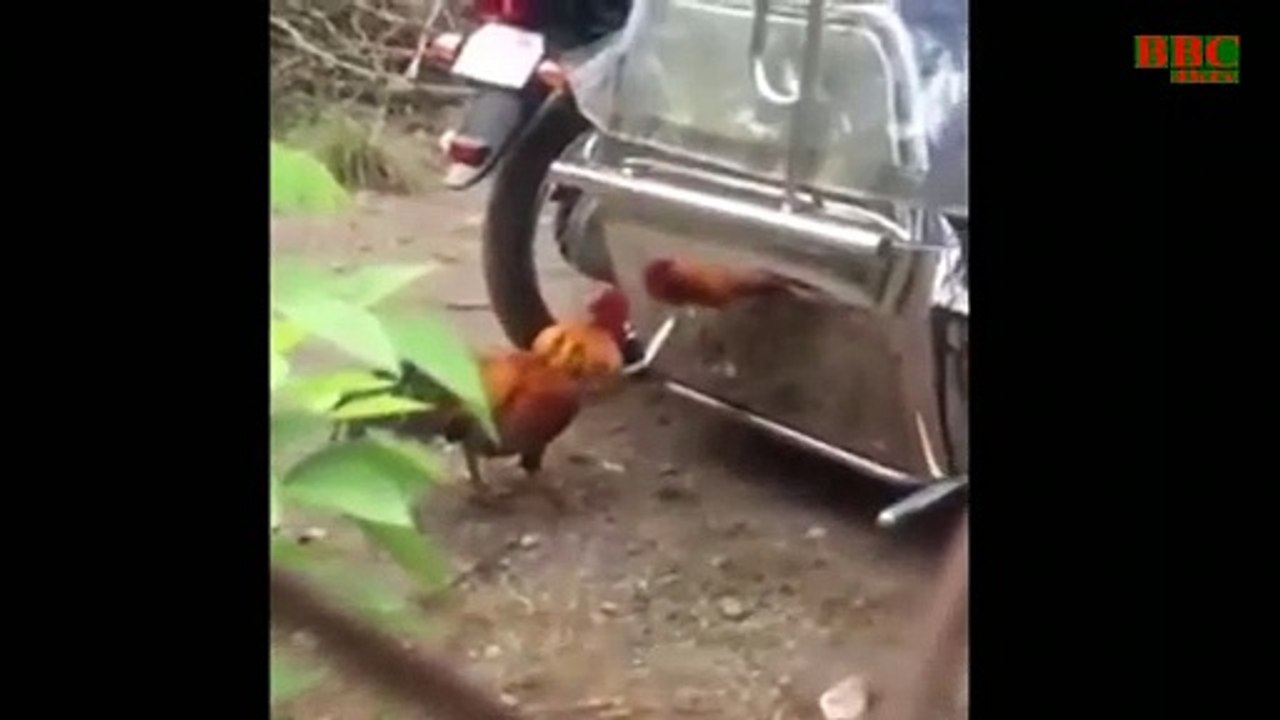 Cock fight || Cock Big Fight || Cock's battle || Best English Comedy Funny video 2021
