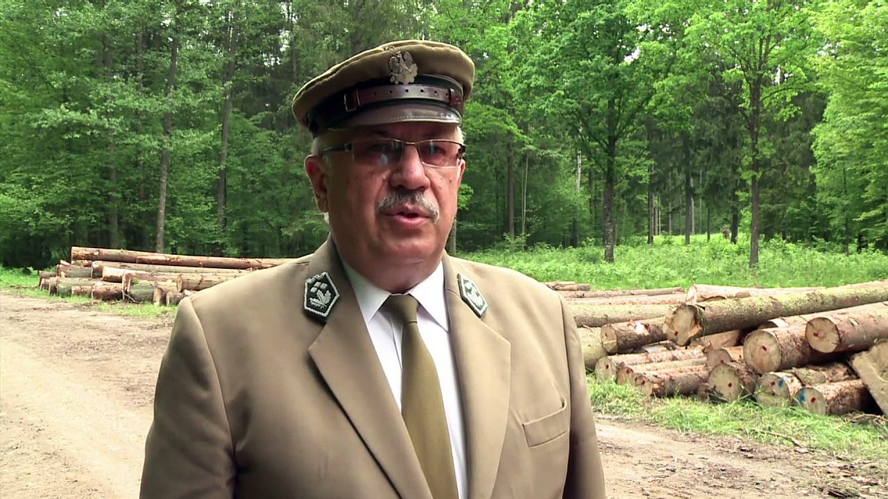 Pologne: avis de tempête sur la dernière forêt primaire d'Europe