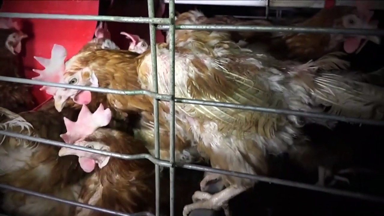 Une vidéo dénonce les conditions d'élevage de poules pondeuses