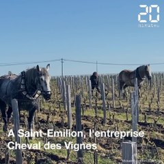 Bordeaux : Le labour à cheval fait son retour dans les vignes