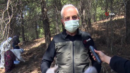 Orman zararlılarıyla biyolojik mücadelede terminatör böcekler kullanılıyor