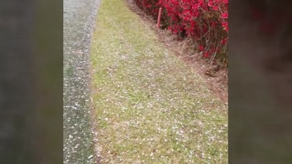 [영상] 경기도 안성에 쏟아진 우박..."봄철 농작물 피해 주의" / YTN