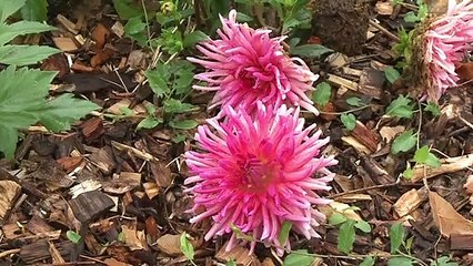Zéro pesticide depuis 5 ans dans une commune de Charente