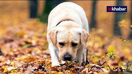 ट्रेन्ड कुत्ते आपका पेशाब सूंघकर बताएंगे कोरोना है या नहीं, स्टडी में दावा