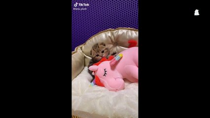 Cute Cats Funny mewing Videos