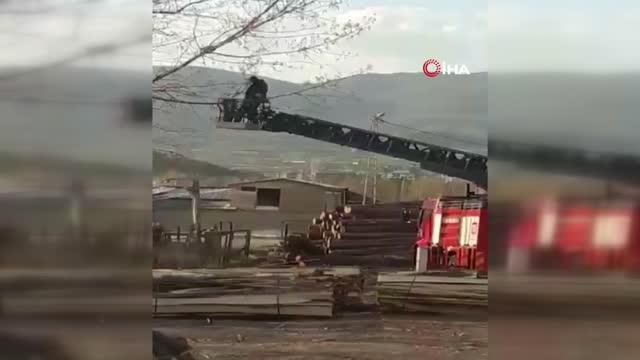 Ağaçta mahsur kalan kedi, itfaiye erini görünce kaçtı