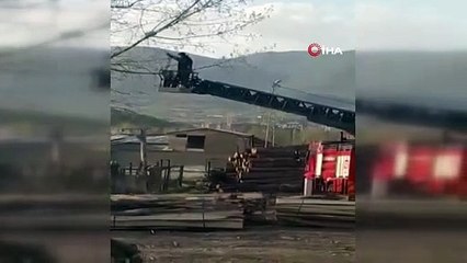 Ağaçta mahsur kaldı, itfaiye erini görünce kaçtı