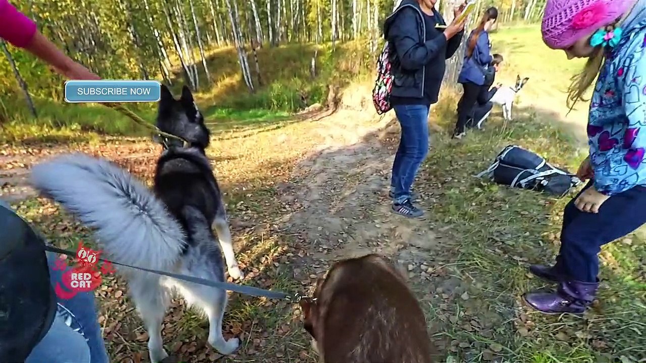 FUNNY HUSKY VIDEOS! Husky Dog Funny Videos! Funny Husky Talking & Racing Sled Dogs_ Funny Husky Dogs