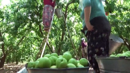 Bayramiç Beyazı Avrupa Birliği coğrafi işaret tesciline kavuştu