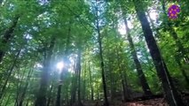 15 Minute Natural Soothing Music | Positive Energy | Trees | Relaxing | Healing | Self-love | Slow | Instumental | Calming | Self-Esteem | Nice | Beautiful