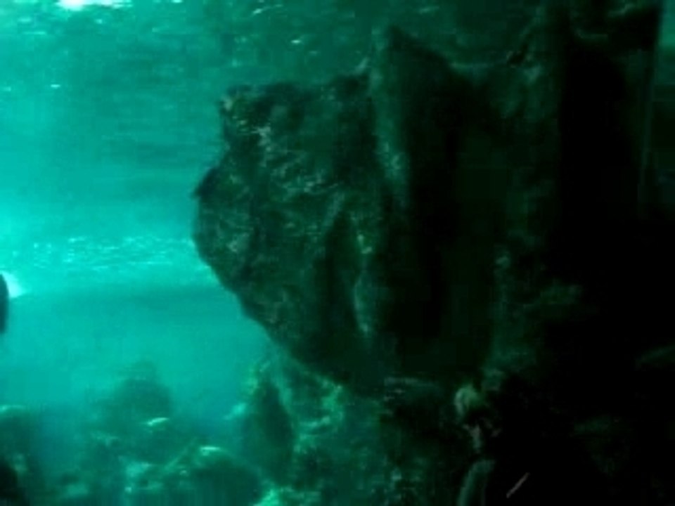 lucien regarde les requins