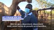Au Kenya, des dromadaires sous haute surveillance pour éviter un autre coronavirus