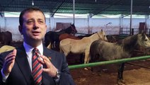 İBB'nin Adalar'dan toplatıp sahiplendirdiği atlar tartışma konusu oldu! Hatay'a gönderilen 50 at kayıp