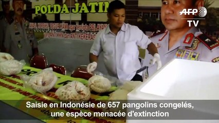 Indonésie: saisie de 657 pangolins congelés