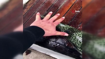 Dev balon balıkları oltaya takıldı