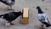Make Easy Bird Feeder Plastic Board | Unique Pigeon Feeder | Easy DIY Feeder | Ideas Therapy