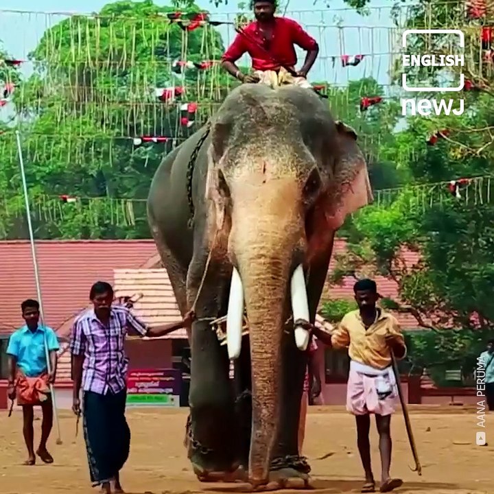 Meet 56-year-old Thechikottukavu Ramachandran, India’s Tallest Elephant