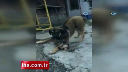 Kedi ve köpeğin dostluğu görenleri hayrete düşürüyor