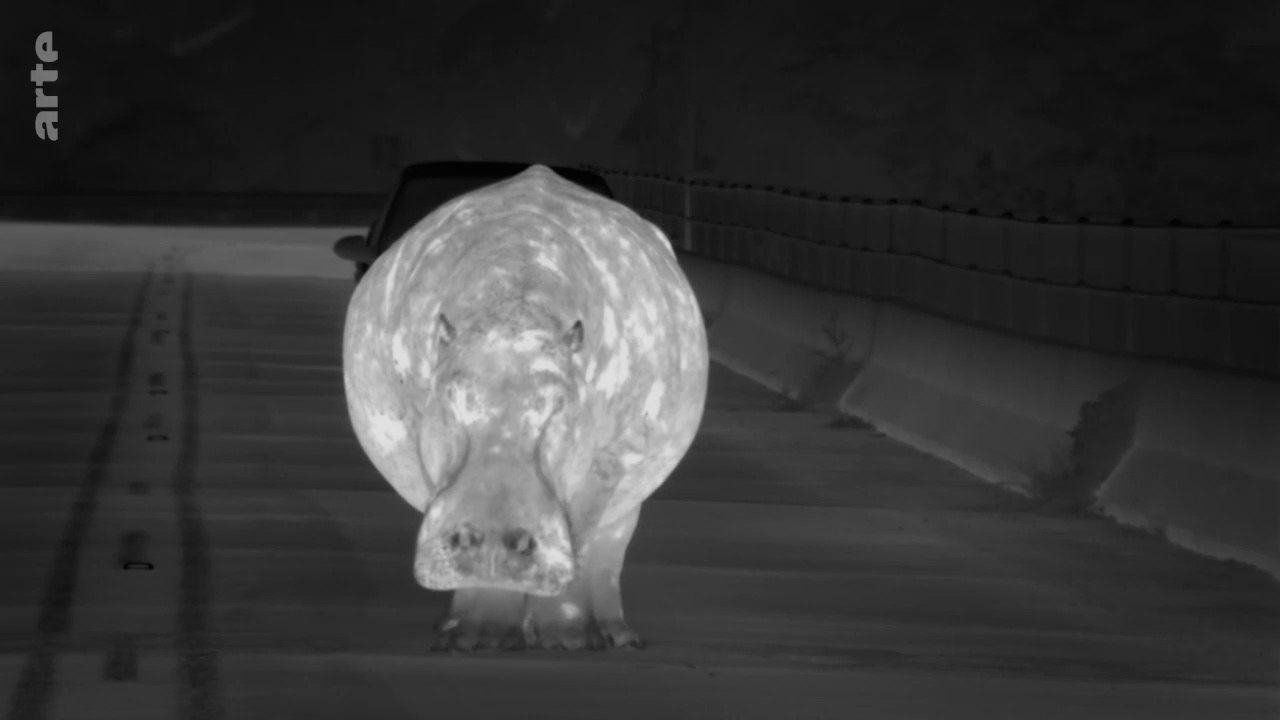 Des animaux dans la ville - Explorateurs des banlieues