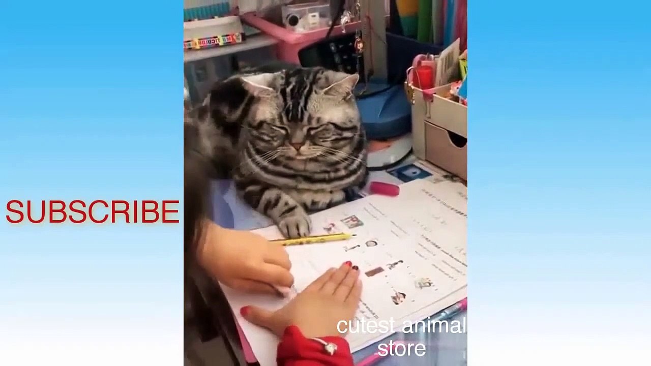 Funny animals Video