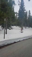 Runner Followed by Black Bear in Grand Teton National Park