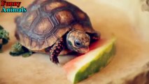 Turtle / Tortoise - A Funny Turtle And Cute Turtle Videos Compilation 2017